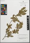 Foto von Salix pentandra L.